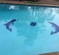 Facing Dolphins Ceramic Swimming Pool Mosaic (20" x 9", Grey)
