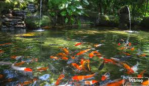 Langkah membuat pelet ikan lele. 9 Hal Penting Untuk Diperhatikan Saat Membuat Kolam Ikan Sederhana