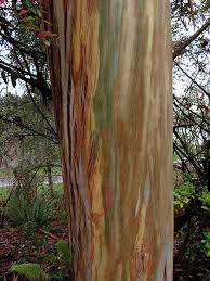 Image result for Eucalyptus