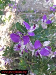 Image result for Polygala myriantha