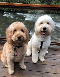 National Pet Day Gainesville 2021