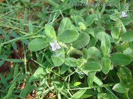 Image result for Spermacoce kirkii