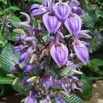 Image result for Brillantaisia cicatricosa