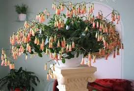 Kalanchoe Manginii Unusual Plants Hanging Plants House Plants