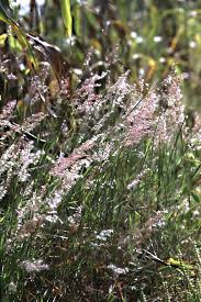 Image result for Melinis macrochaeta