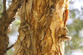 Image result for Acacia sieberiana