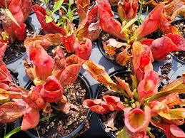 Image result for Sabicea venosa