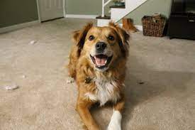 Golden Retriever Mix Border Collie Border Collie Mix Collie Mix
