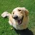 Alaska SPCA offers free health care for pets in some Anchorage ...