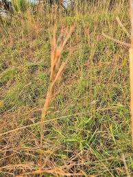 Image result for Hyperthelia dissoluta