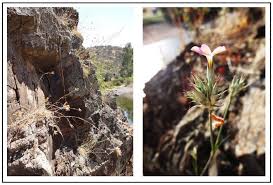 Image result for Fagonia sinaica