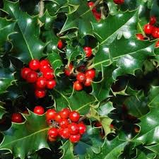 Houx Commun Arbuste Houx Noel Comment Planter