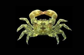 Image result for Crabbea nana