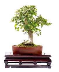 Image result for Celtis