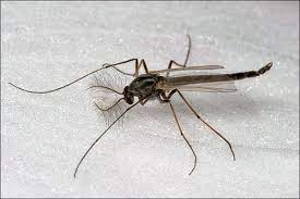 So how do you fly fish with midges? Midge Flies Town Of Gilbert Arizona