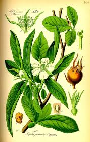 Nespolo Comune Mespilus Germanica Nespolo Del Giappone Eriobotrya Japonica Arte Dell Illustrazione Illustrazione Botanica Arte