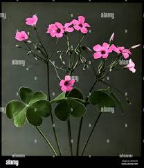 Image result for Oxalidaceae