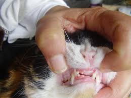 He was also very lethargic, just sitting in front of the he was also had saliva and blood dripping from his mouth. Tabby S Missing Front Teeth I Decided To Check My Cat S Mouths After Seeing Matilda S Sore Lip I Was Distraught To See Tabitha Has Lost Most Her Front Teeth And The Ones Left
