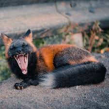 Black And Orange Fox Name Pin On Animals 22