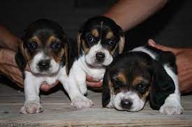 Check spelling or type a new query. Beagle Puppies For Sale Mn Petsidi