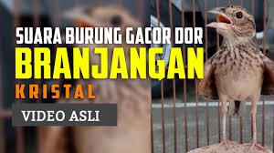 Burung branjangan jawa memiliki ukuran yang lebih kecil dibandingkan dengan yang lain. Br Gacor Suara Branjangan Jawa Gacor Dor Suara Kristal Youtube