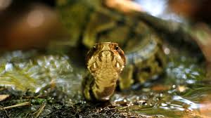 Venomous snake found in high school football player's helmet during practice