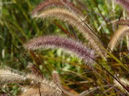 Shop the large inventory on our website. Ornamental Grass Wikipedia