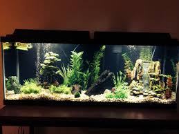 50 gallon fresh water tank. Photo 1 50 Gallon Freshwater Tank 4 Green Barbs 5 Tig