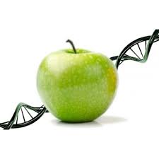 Apple stem cell cream with cbd helps in erasing the signs of aging, naturally and easily. Apple Stem Cell Serum