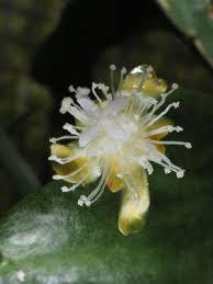 Image result for Polysphaeria harrisii