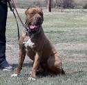 American Bandogge For Sale in North Carolina - Hoobly ...