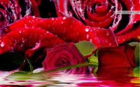 Can't find what you're looking for? Most Beautiful Pink Yellow Rose Flowers Wallpapers Rose Most Beautiful Flowers 1024x640 Download Hd Wallpaper Wallpapertip