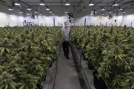 Germany's drug laws have evolved over the past 30 years, with punishments becoming. Legal Marijuana S Unresolved Issues A Year On The New York Times