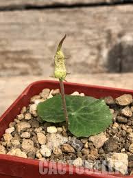 Image result for Dorstenia buchananii