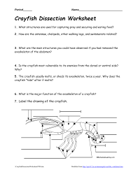 This indentation extends across the midregion and separates the head and Crayfishdissectionworksheet0708