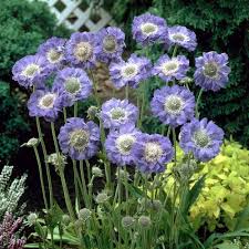 Image result for Scabiosa