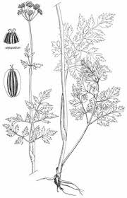 Image result for Hypoxis subspicata