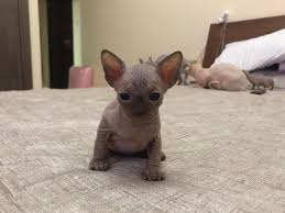 See more ideas about sphynx, sphynx cat, cat adoption. Sphynx Kittens Available In Dubai Call Pet Shop In Dubai Facebook