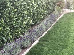 Lavendel Steingarten Lavendel Garten