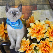 Mykittensite is one of the trusted and reliable pet site for pet selling in all over india with a wide range of pets.we also manage a wide range of cat sale in india with in premium quality pets in reasonable rates. Siamese Cats