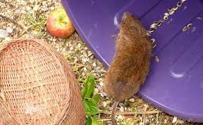 Ils attaquent les légumes par leurs racines, mettant à mal la récolte à venir. Campagnol Terrestre Ou Rat Taupier Comment Lutter