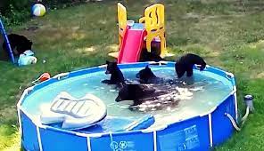 A Family Was Planning On Using Their Pool, But They Found It Was Already  Occupied