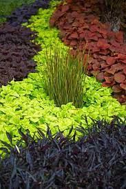 Colorful Foliage Ideas Foliage Plants List Colorful Foliage Garden Frontyards Perennials Backyards Shape Texture L Plants Foliage Plants Shade Plants