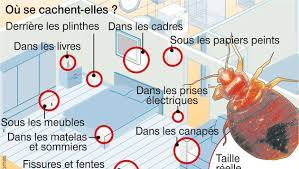 Punaise de lit, puce de lit, bed bug ou cimex lectularius, un seul nuisible. Les Punaises De Lit Ca Rend Dingue