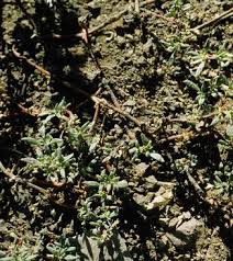 Image result for Trianthema salsoloides