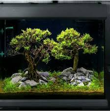 Pin By Lizbeth Martinez On Aquascape Nano Aquarium Aquascaping Plants Aquascape