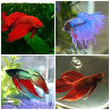 Everything You Ve Wanted To Know About Betta Fish