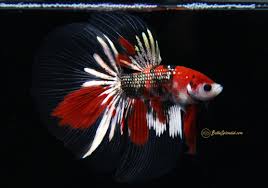 Seriously, do we need to tell you why? Spartan Class Copper Koi Halfmoon Betta Released Bettasplendid Com