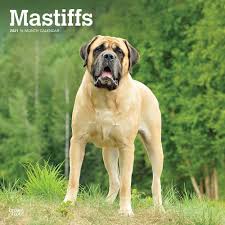 Mastiffs Wall Calendar In 2020 Mastiffs Old English Mastiffs Dog Breeds