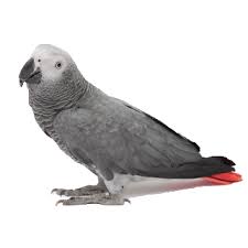 Polish your personal project or design with these african grey transparent png images, make it even more personalized and more. Pin On Lafeber S Avian Expert Articles